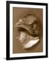 Sensual Shells II-Renee W. Stramel-Framed Art Print