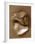 Sensual Shells II-Renee W. Stramel-Framed Art Print