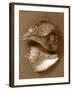 Sensual Shells II-Renee W. Stramel-Framed Art Print