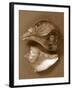 Sensual Shells II-Renee W. Stramel-Framed Art Print