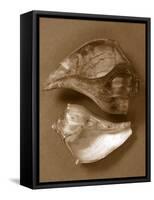 Sensual Shells II-Renee W. Stramel-Framed Stretched Canvas