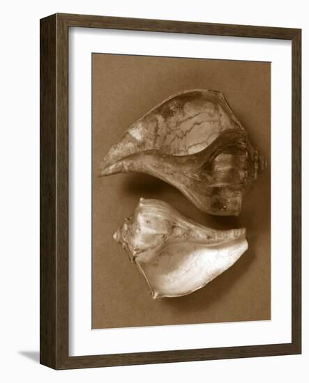 Sensual Shells II-Renee W. Stramel-Framed Art Print