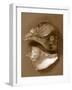 Sensual Shells II-Renee W. Stramel-Framed Art Print