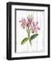 Sentimental Memories II-Asia Jensen-Framed Art Print