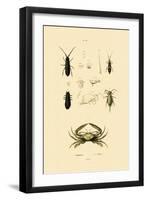 Sentinel Crab, 1833-39-null-Framed Premium Giclee Print