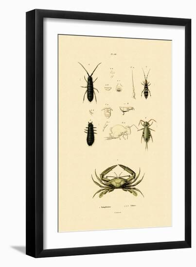 Sentinel Crab, 1833-39-null-Framed Premium Giclee Print