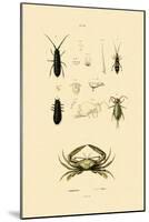 Sentinel Crab, 1833-39-null-Mounted Premium Giclee Print