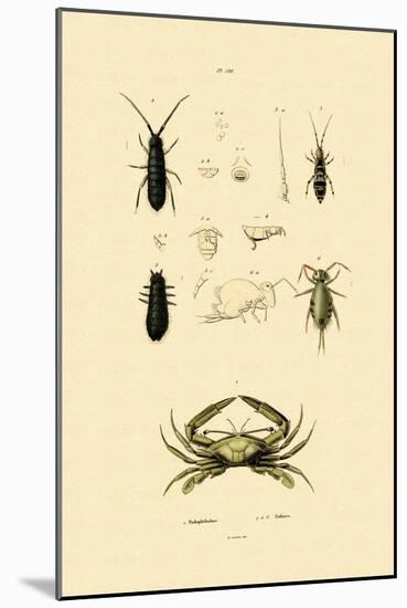 Sentinel Crab, 1833-39-null-Mounted Premium Giclee Print