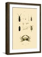 Sentinel Crab, 1833-39-null-Framed Giclee Print