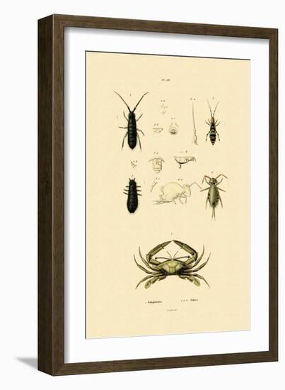 Sentinel Crab, 1833-39-null-Framed Giclee Print