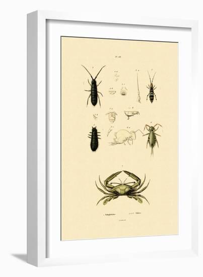 Sentinel Crab, 1833-39-null-Framed Giclee Print