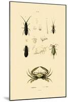 Sentinel Crab, 1833-39-null-Mounted Giclee Print
