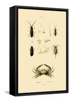 Sentinel Crab, 1833-39-null-Framed Stretched Canvas