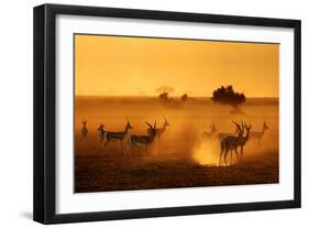 Sentinels-Mathilde Guillemot-Framed Photographic Print