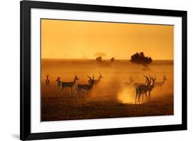 Sentinels-Mathilde Guillemot-Framed Photographic Print