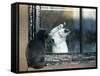 Separated by a Pane of Glass, a White Cat Tries to Play with a Black Cat-null-Framed Stretched Canvas