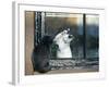 Separated by a Pane of Glass, a White Cat Tries to Play with a Black Cat-null-Framed Photographic Print