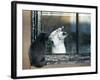 Separated by a Pane of Glass, a White Cat Tries to Play with a Black Cat-null-Framed Photographic Print