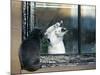 Separated by a Pane of Glass, a White Cat Tries to Play with a Black Cat-null-Mounted Photographic Print