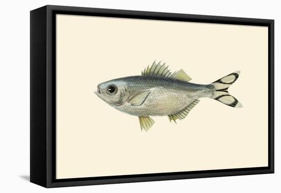 Sepelawah-John Whitchurch Bennett-Framed Stretched Canvas