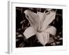 Sepia 3-Gordon Semmens-Framed Photographic Print