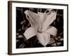 Sepia 3-Gordon Semmens-Framed Photographic Print