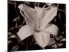 Sepia 3-Gordon Semmens-Mounted Photographic Print