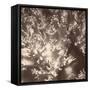 Sepia Barrier Reef Coral I-Kathy Mansfield-Framed Stretched Canvas