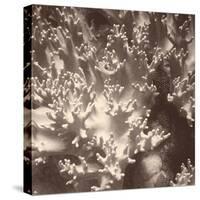 Sepia Barrier Reef Coral I-Kathy Mansfield-Stretched Canvas
