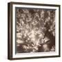 Sepia Barrier Reef Coral I-Kathy Mansfield-Framed Photographic Print