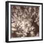 Sepia Barrier Reef Coral I-Kathy Mansfield-Framed Photographic Print