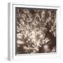 Sepia Barrier Reef Coral I-Kathy Mansfield-Framed Photographic Print