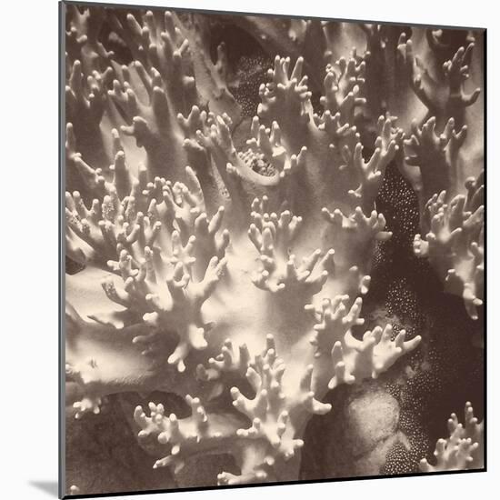 Sepia Barrier Reef Coral I-Kathy Mansfield-Mounted Photographic Print