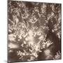 Sepia Barrier Reef Coral I-Kathy Mansfield-Mounted Photographic Print