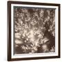 Sepia Barrier Reef Coral I-Kathy Mansfield-Framed Photographic Print