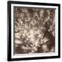 Sepia Barrier Reef Coral I-Kathy Mansfield-Framed Photographic Print