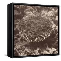 Sepia Barrier Reef Coral II-Kathy Mansfield-Framed Stretched Canvas