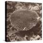 Sepia Barrier Reef Coral II-Kathy Mansfield-Stretched Canvas