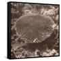 Sepia Barrier Reef Coral II-Kathy Mansfield-Framed Stretched Canvas