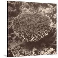 Sepia Barrier Reef Coral II-Kathy Mansfield-Stretched Canvas