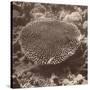 Sepia Barrier Reef Coral II-Kathy Mansfield-Stretched Canvas