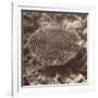 Sepia Barrier Reef Coral II-Kathy Mansfield-Framed Photographic Print