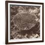 Sepia Barrier Reef Coral II-Kathy Mansfield-Framed Photographic Print