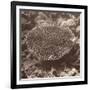 Sepia Barrier Reef Coral II-Kathy Mansfield-Framed Photographic Print