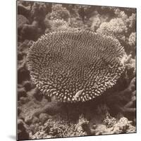 Sepia Barrier Reef Coral II-Kathy Mansfield-Mounted Photographic Print