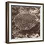 Sepia Barrier Reef Coral II-Kathy Mansfield-Framed Photographic Print