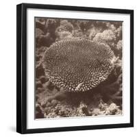 Sepia Barrier Reef Coral II-Kathy Mansfield-Framed Photographic Print