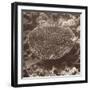 Sepia Barrier Reef Coral II-Kathy Mansfield-Framed Photographic Print