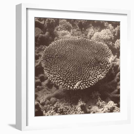 Sepia Barrier Reef Coral II-Kathy Mansfield-Framed Photographic Print