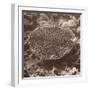 Sepia Barrier Reef Coral II-Kathy Mansfield-Framed Photographic Print